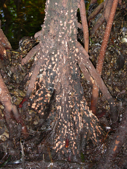 Bruguiera gymnorhiza trunk